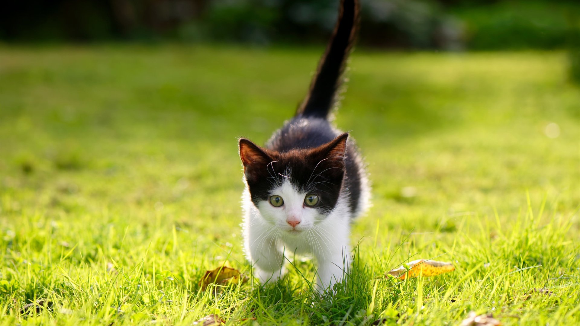 开云网页版登录入口-_美网激战正酣：顶级明星现场较量_，美网集锦