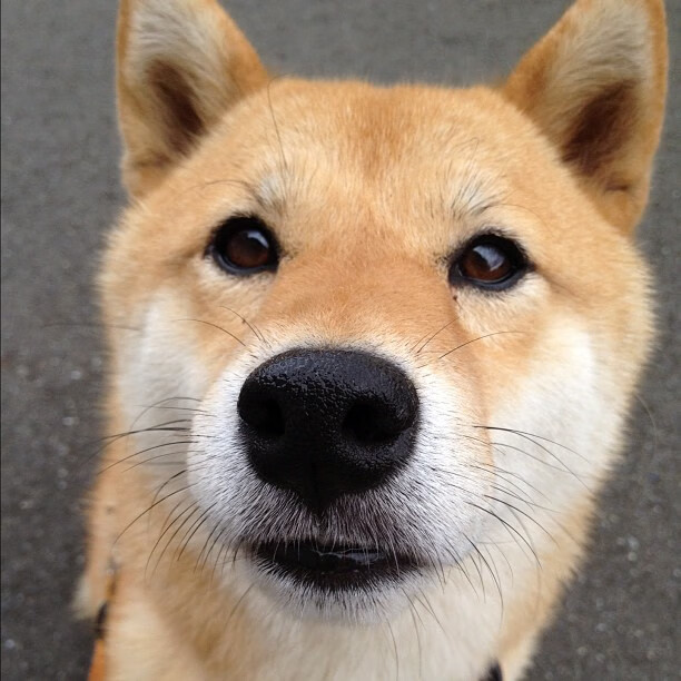 开云官网登录-“德甲多队血战到底，冠军争夺日趋激烈”，德甲一共打几轮