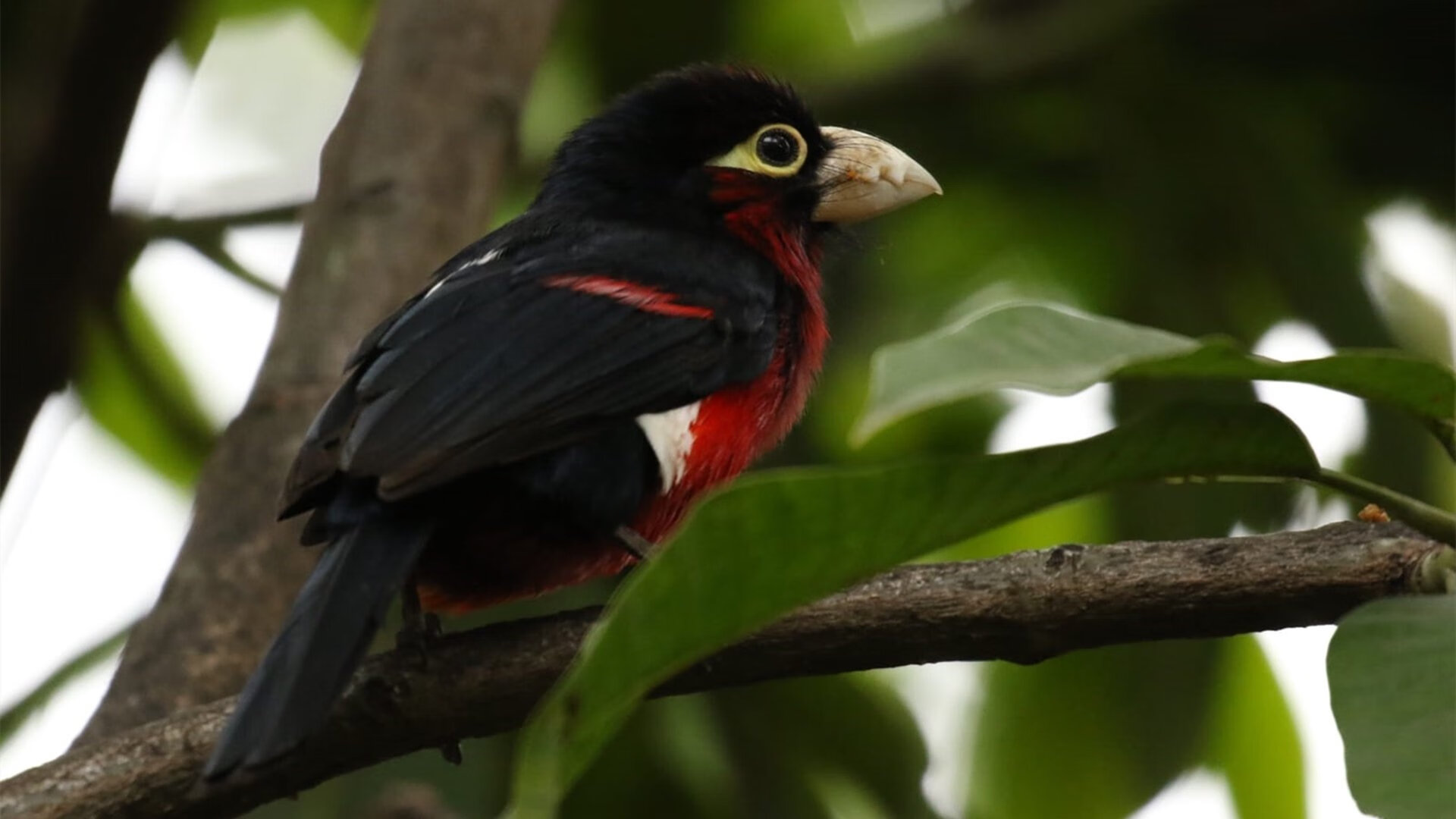 开云网站-全球影响力不断扩大，NBA引领跨文化篮球交流潮流，nba文化衫