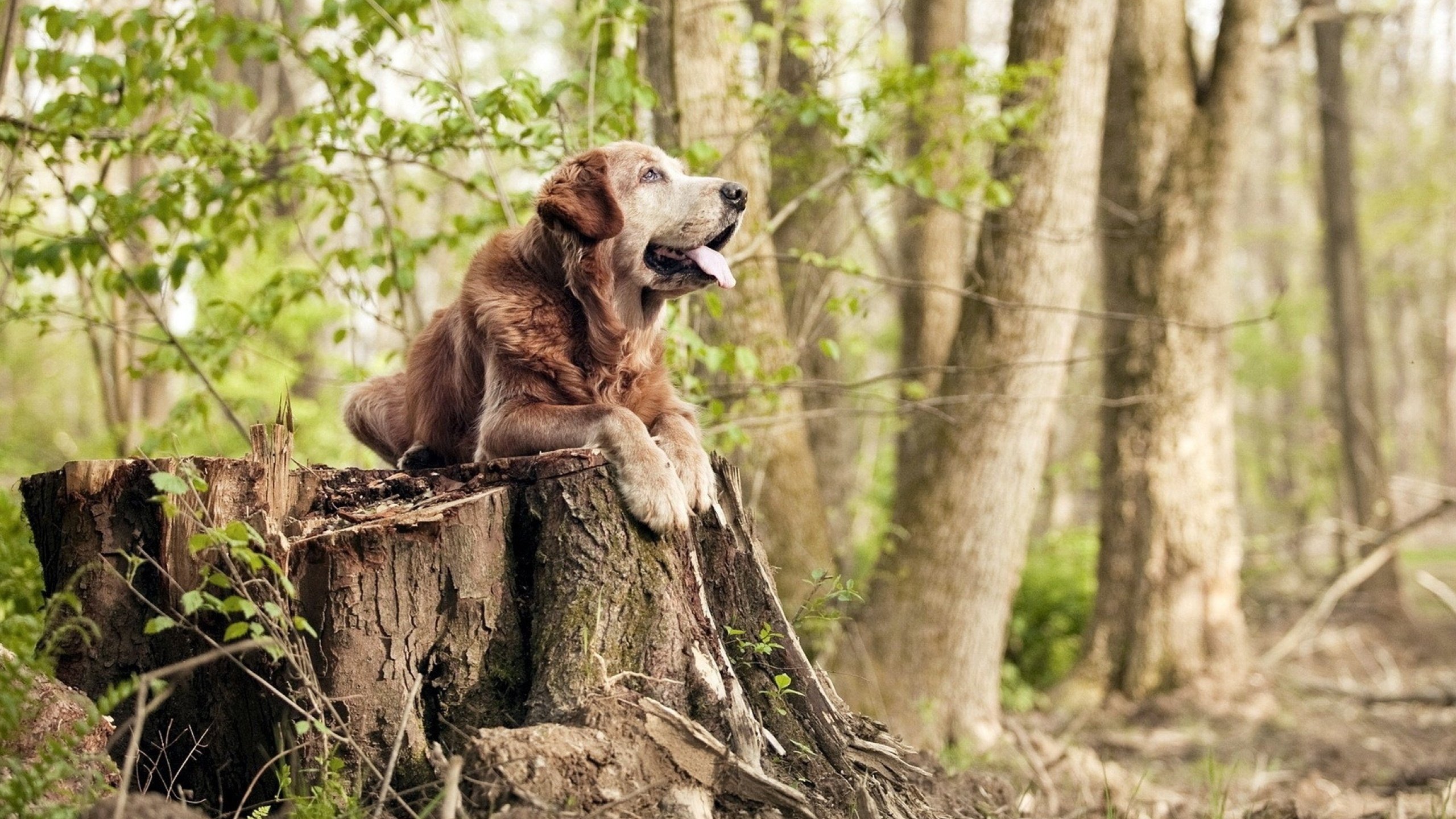 KAIYUNAPP-墨西哥男足在巴黎奥运会比赛中表现出色，赢得金牌，墨西哥足球奥运