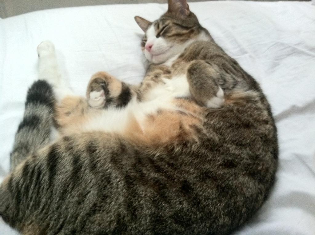 kaiyun体育综合-巴塞罗那遭遇连平，主帅面前逆境，巴塞罗那的对手