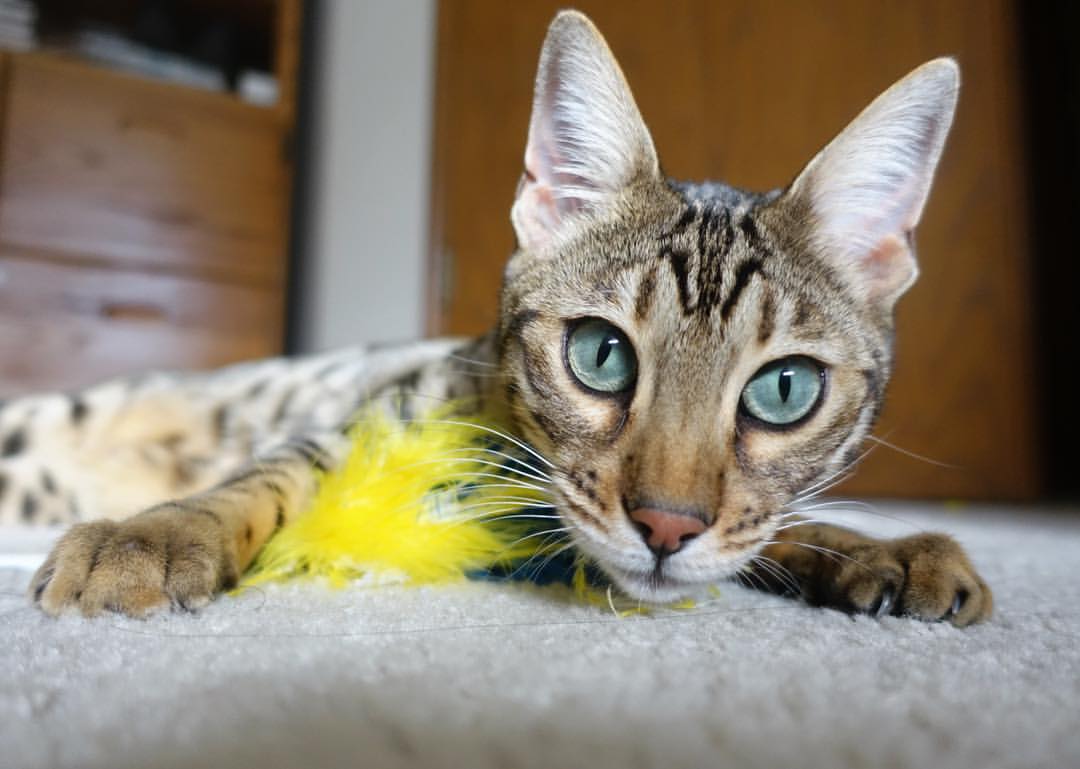 蔚山现代争冠形势愈发明朗，蔚山现代昨天的比赛