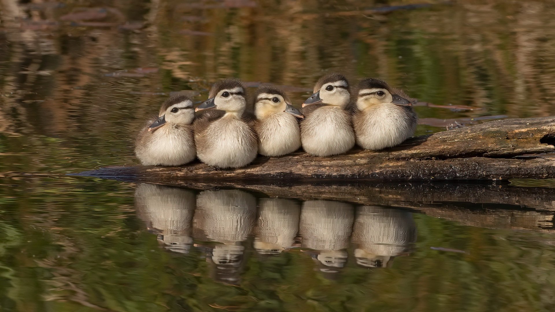 KAIYUN 中国大陆-青少年马拉松挑战赛成都站热力开跑，成都 马拉松