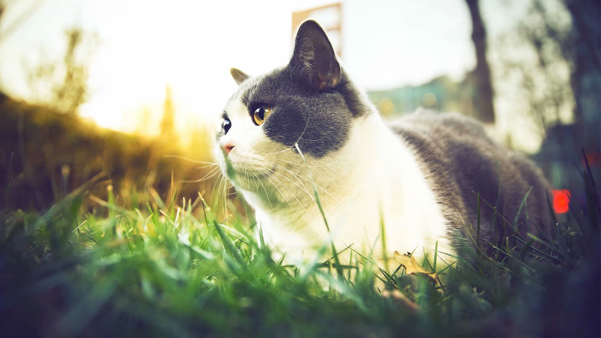 开云APP-巴西青训体系持续升级，足球新星不断涌现