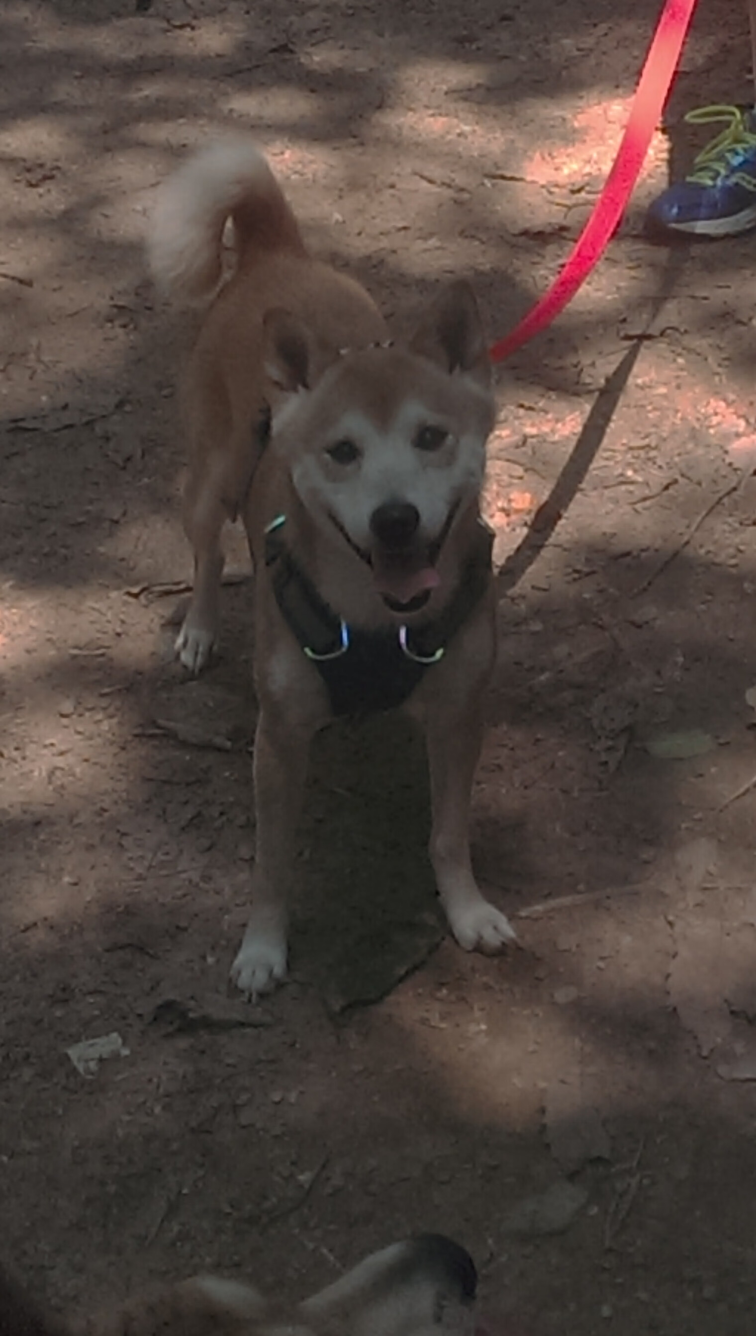 开云体育链接-比赛临近气氛紧张训练节奏与战术模拟进入高频冲刺阶段，比赛紧张怎么描述比较好