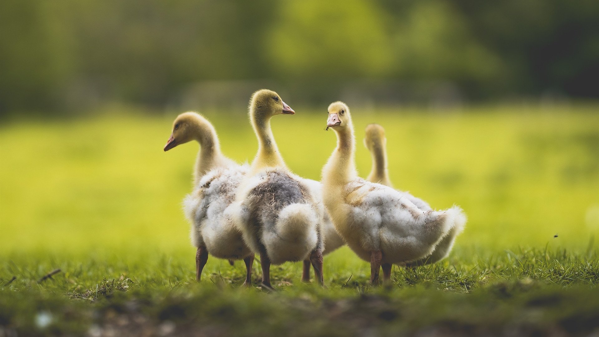 开云在线直播-英超激烈争冠：精彩纷呈，悬念重重！，英超最精彩比赛